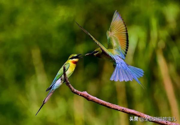 分享——比翼鳥