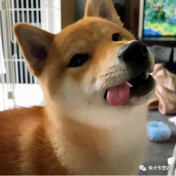 你不知道吧,柴犬的小肉墊有這麼多秘密 你不知道吧,柴犬的小肉墊有這麼多秘密