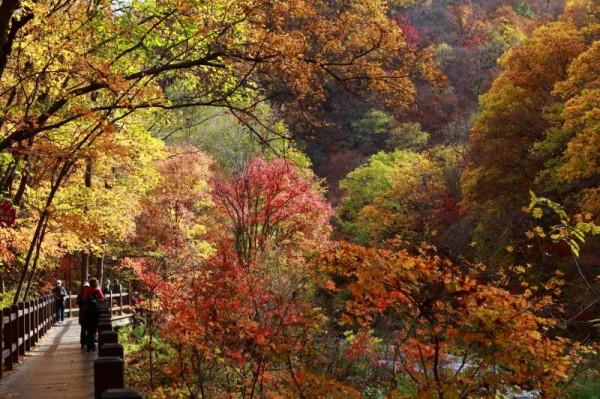 遼寧清原筐子溝楓葉正紅