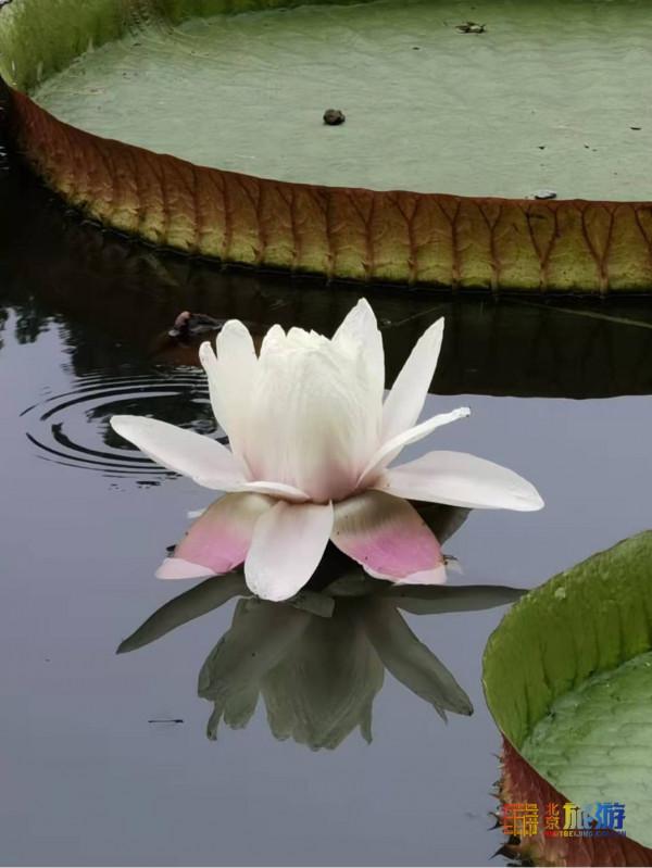 中秋去這裡遊玩,能看國寶,能賞荷花,還能逛過癮! 中秋去這裡遊玩,能看國寶,能賞荷花,還能逛過癮!