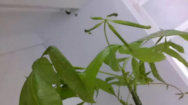 你過來，我告訴你秋冬季植物怎樣養護？