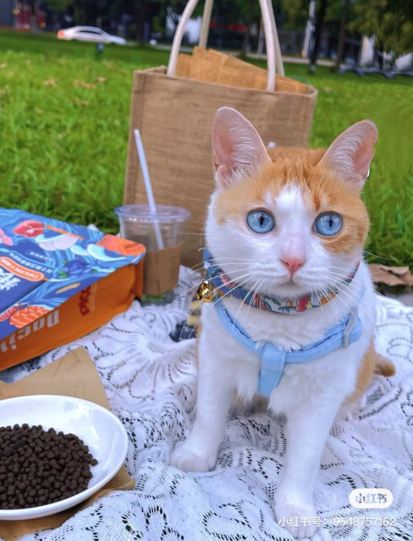 大橘擁有罕見瞳色，引發全網熱議：“全世界找不到第二隻！”