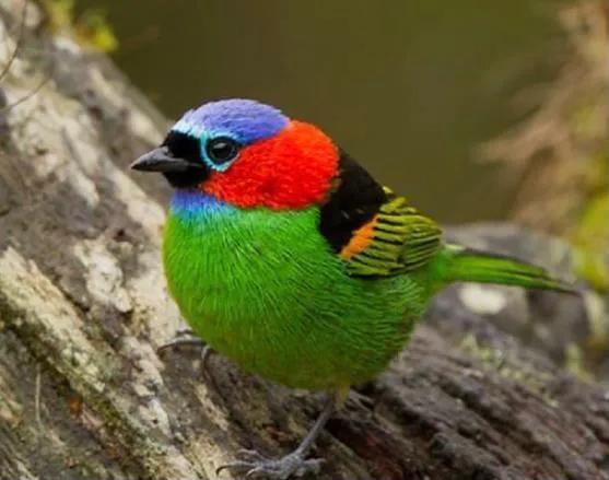 唐加拉雀集合，30只小小鳥