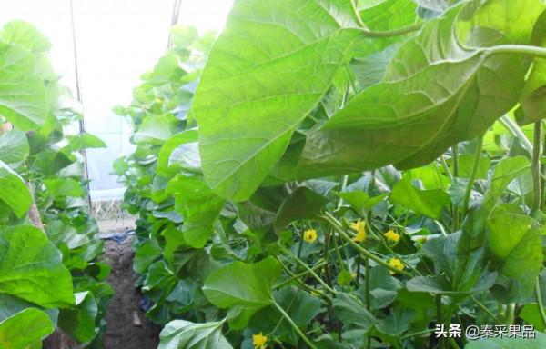 高階品質~千玉6號