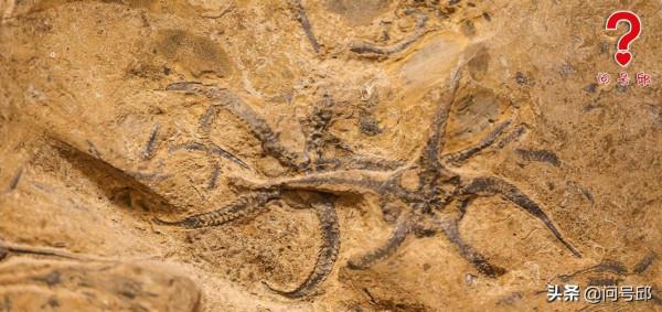 神奇的奧陶紀古生物化石:一塊化石板上聚集了3種三葉蟲和海蛇尾 神奇的奧陶紀古生物化石:一塊化石板上聚集了3種三葉蟲和海蛇尾