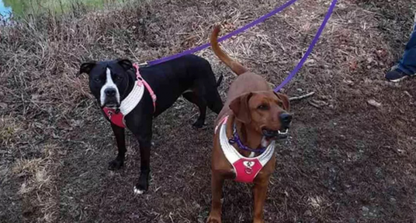 兩隻狗狗，被執行安樂死前，緊緊抱在一起，這一抱，徹底改變了命運