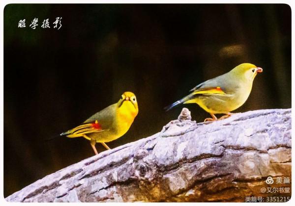又爾書堂：紅嘴相思鳥一一忠貞愛情的楷模