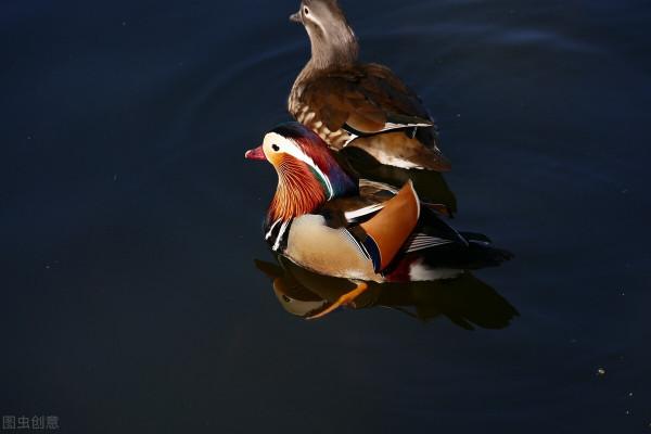 大自然之美——鴛鴦鳥