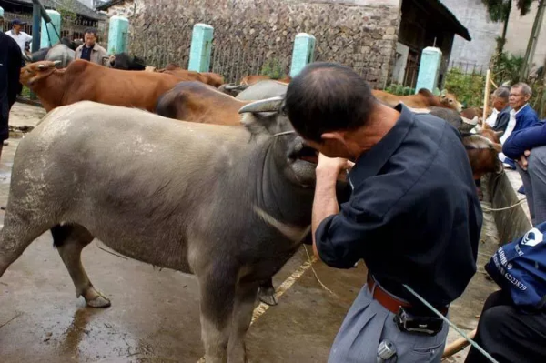 舊時鄉村集市上的牛經紀,你還有印象嗎 舊時鄉村集市上的牛經紀,你還有印象嗎