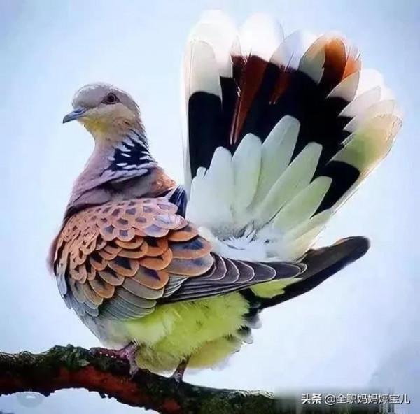 分享——稀奇古怪的鳥