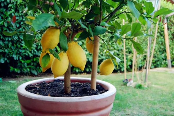 家裡種什麼樹好?專家:種上2種香樹,不僅清神、還能防蟲呢 家裡種什麼樹好?專家:種上2種香樹,不僅清神、還能防蟲呢