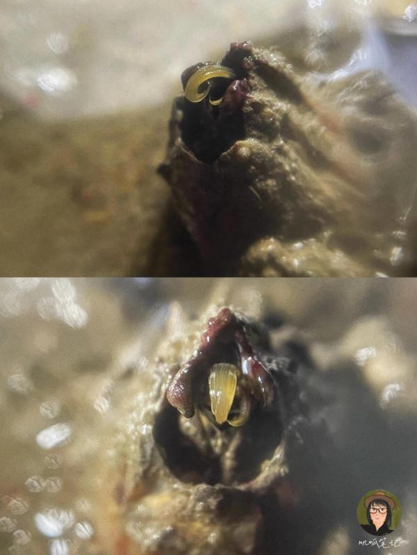 請問你們這些海洋動物,到底是男是女? 請問你們這些海洋動物,到底是男是女?