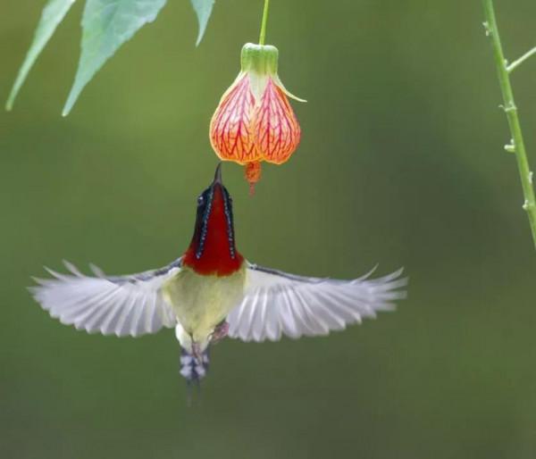 太陽鳥吃燈籠花是真，是假
