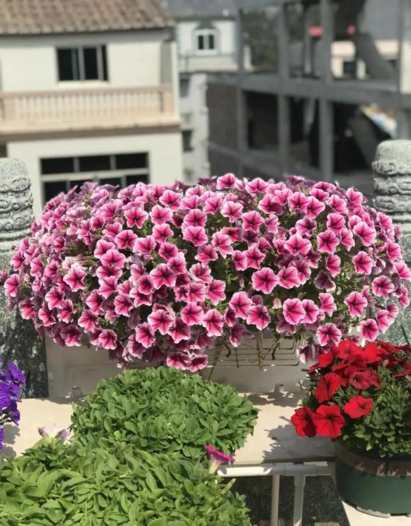 矮牽牛花，要想開花爆盆，就要大剪大修，有舍才有得