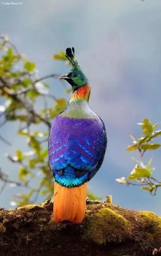 分享圖片——鳥戀花 兒