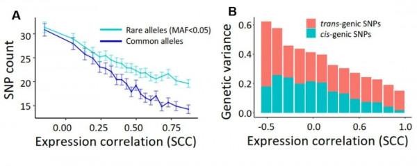 一作解讀 &vert; NC：部分同源基因表達量失調影響多倍體小麥農藝性狀