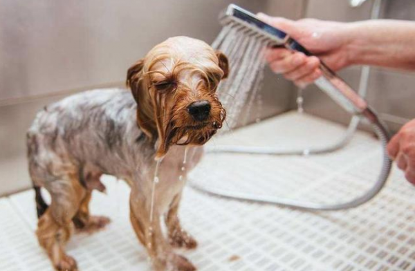 養狗散養和家養的區別，想養狗的要牢記，以後用得上
