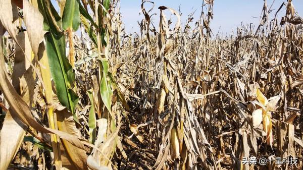 明年種玉米:夏播區淘汰958類白軸品種,是真正的智慧 明年種玉米:夏播區淘汰958類白軸品種,是真正的智慧
