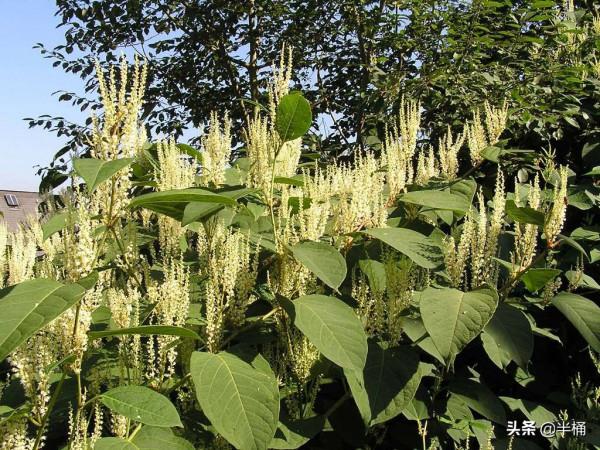 入侵英國導致房價暴跌的日本虎杖,為何我國敢大力種植? 入侵英國導致房價暴跌的日本虎杖,為何我國敢大力種植?