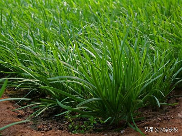 種韭菜不打農藥不施化肥,用廚房裡的兩種水,韭菜無汙染還高產 種韭菜不打農藥不施化肥,用廚房裡的兩種水,韭菜無汙染還高產