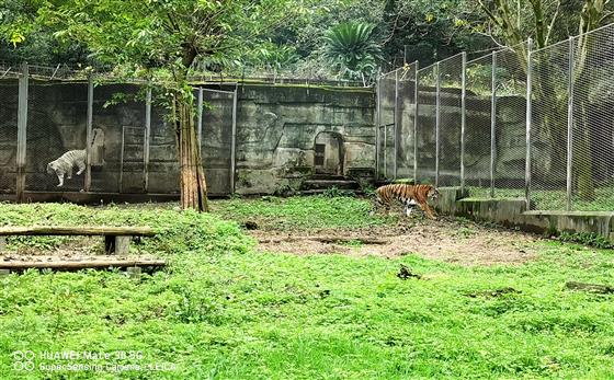 「重慶動物園」別樣風景哥倆好