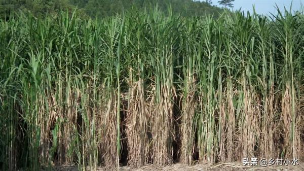 巨菌草被譽為&OpenCurlyDoubleQuote;飼草之王&rdquo;，畝產達30噸，是禽畜的好飼料