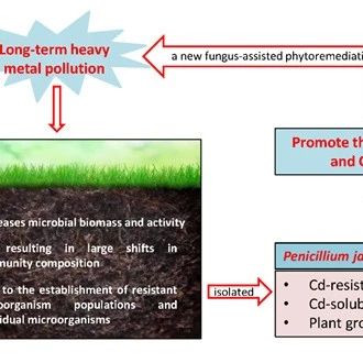 「技術前沿」植物-微生物聯合修復鎘汙染土壤研究進展 | Environmental Research