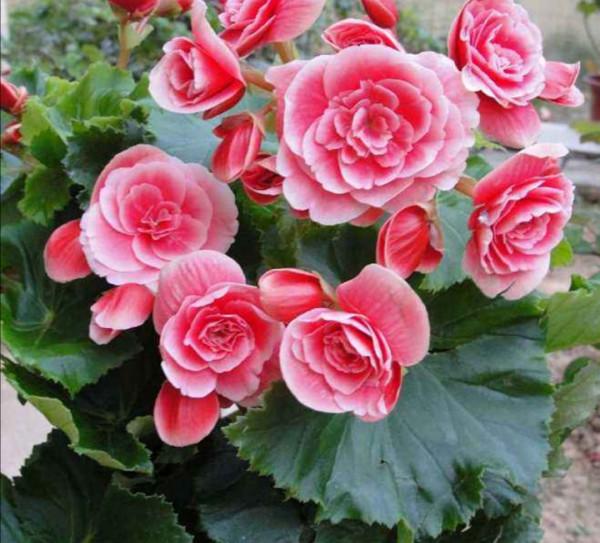 5種花“漂亮花”,十月大降價,便宜也別買,白白浪費錢 5種花“漂亮花”,十月大降價,便宜也別買,白白浪費錢