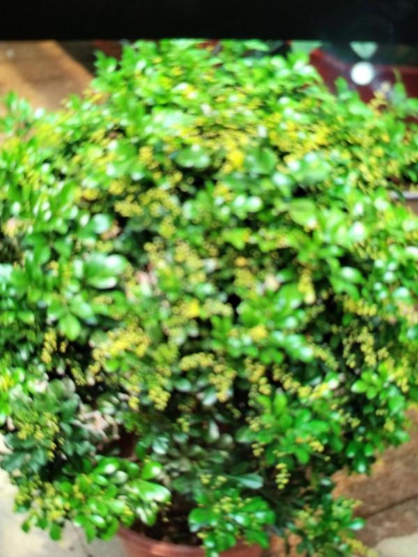 非無腳下浮雲鬧，來不相知去不留