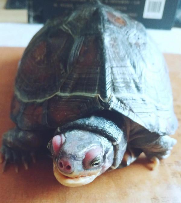 逃出人口的小龜龜，我已經收養它快十年了