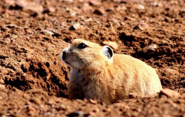高原鼠兔氾濫是好事？不冬眠不遷徙，青藏高原生態平衡全靠它