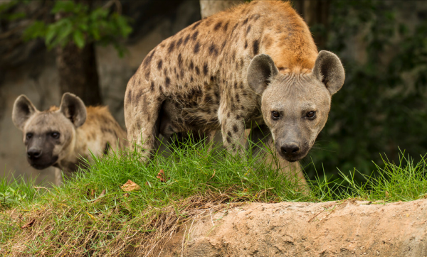 狗狗一見面,為什麼會先“聞屁股”?科學研究這是彼此交流的方式 狗狗一見面,為什麼會先“聞屁股”?科學研究這是彼此交流的方式