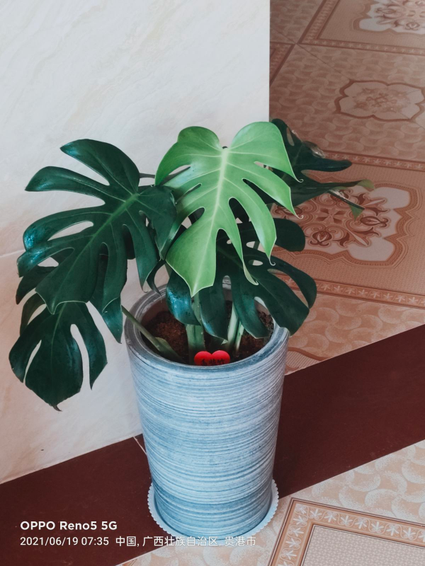 適合“賤養”的4種花，養在客廳還能鎮宅，越不管長得越壯