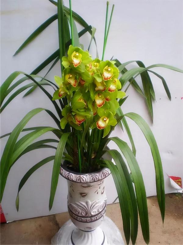 盆栽大花蕙蘭的養護簡單，花開絢麗多姿，輕鬆爆盆