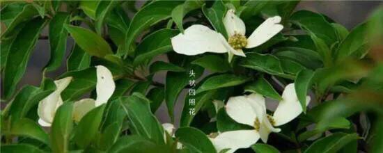 四照花～春有亮葉，夏花如蝶，秋有紅葉紅果，極具觀賞價值