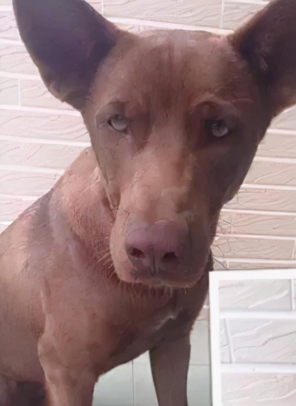 主人曬出家裡狗狗小時候和現在的對比照，全網被萌哭