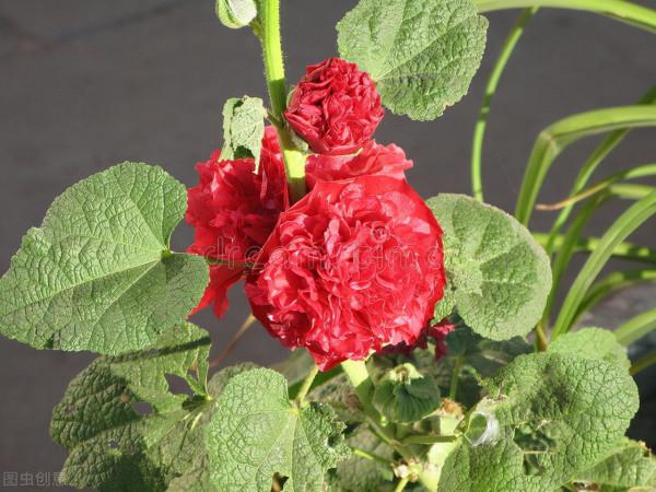 提醒：秋天很容易變成“白粉妹”的4種花，早預防早受益