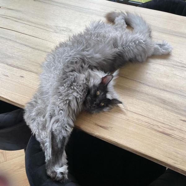 外國妹子養了只猴裡猴氣的緬因喵,這畫風,太大佬了 外國妹子養了只猴裡猴氣的緬因喵,這畫風,太大佬了