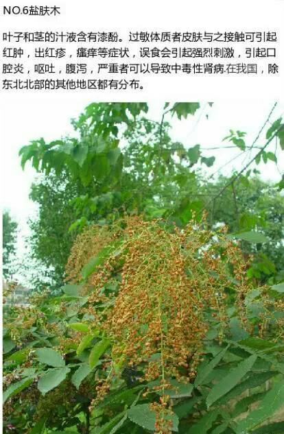 不能碰的9種有毒植物 ​​​