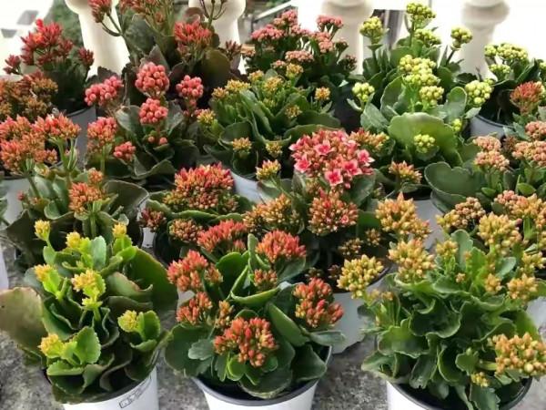 &OpenCurlyDoubleQuote;手賤&rdquo;甭養花！即使皮實如長壽花，一樣會養死