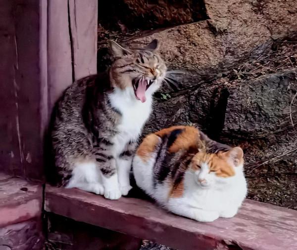 山中有倆貓