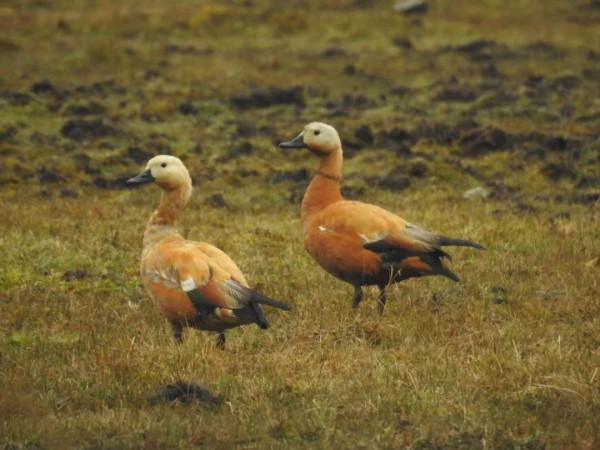 四川“最美巡護員”黃豪:參與9只大熊貓放歸監測 為“滾滾”守護家園 四川“最美巡護員”黃豪:參與9只大熊貓放歸監測 為“滾滾”守護家園