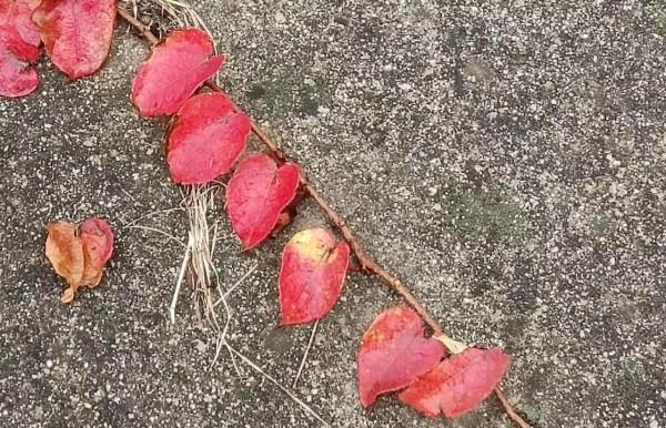 詩人馬躍秋末自由詩《秋天的傾訴》/圖為手機隨拍