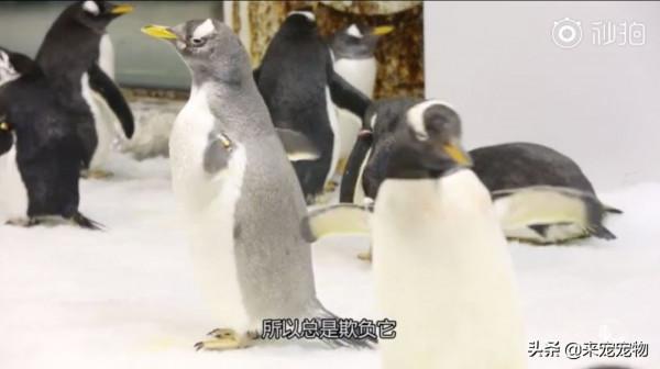 原來企鵝也會因為醜而單身，單身五年的企鵝終於脫單了