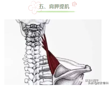 收藏 | 引發肩關節疼痛的肌肉彙總