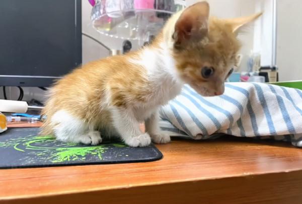 下班路上順手撿了只貓，帶回家以後，原住貓的表情太真實了