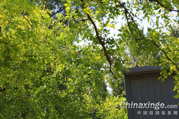 幼鴿專職保姆員