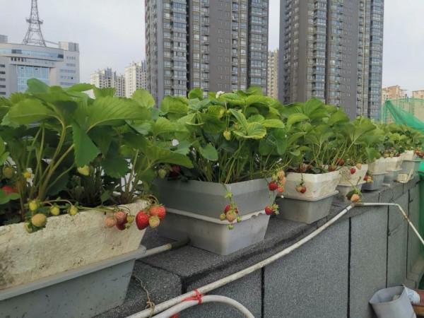 難忘的2021年樓頂菜園(上) 難忘的2021年樓頂菜園(上)