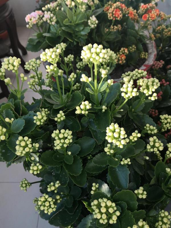 我養過的暴盆品種