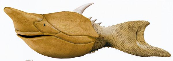 奇妙的魚類進化雜談